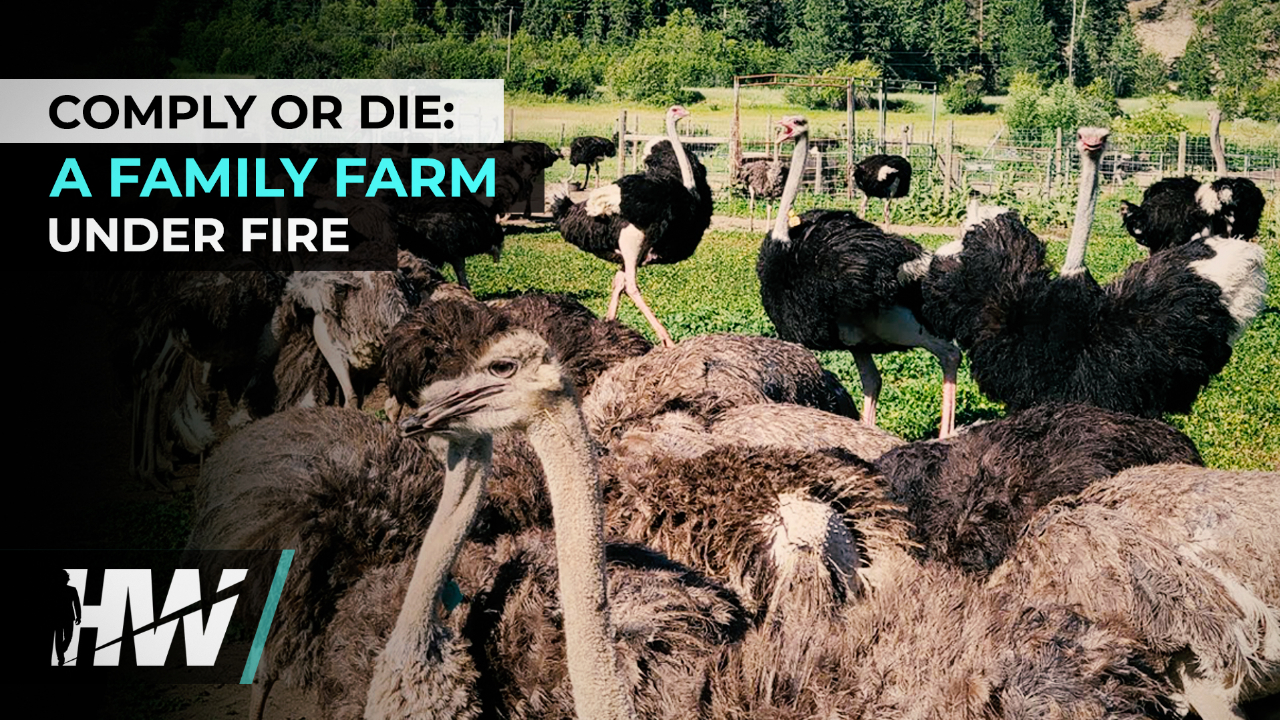 COMPLY OR DIE: A FAMILY FARM UNDER FIRE - The HighWire